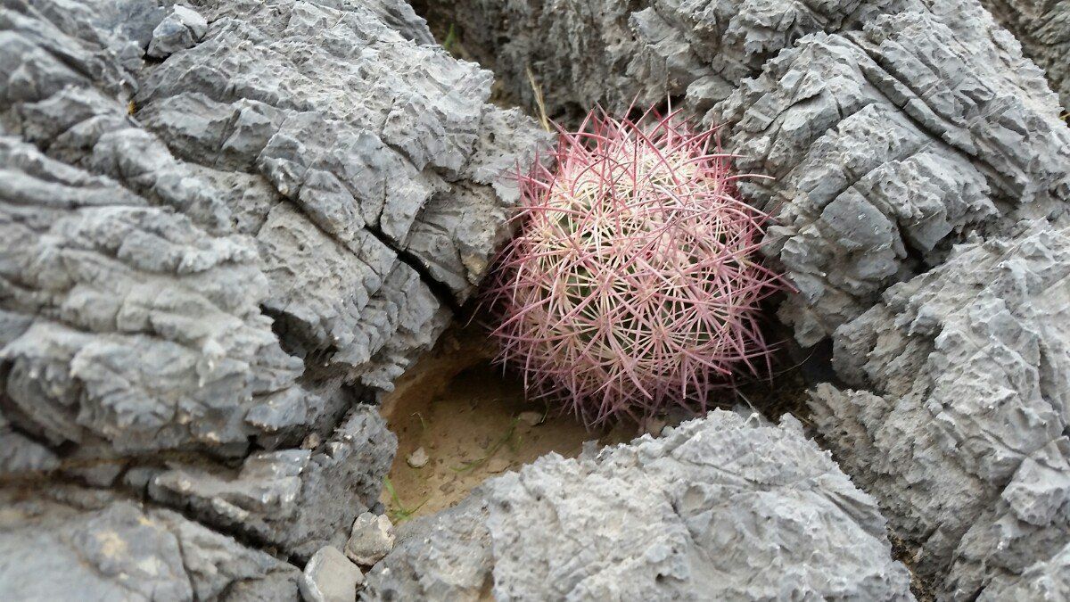 Sclerocactus johnsonii