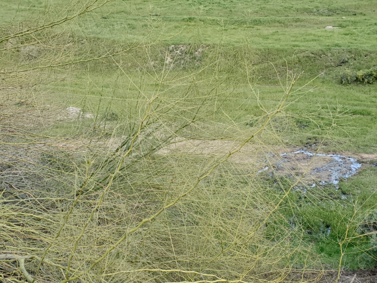 Parkinsonia microphylla