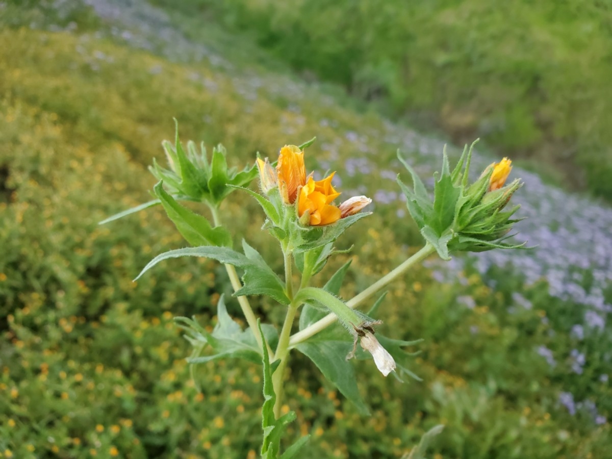 Mentzelia veatchiana