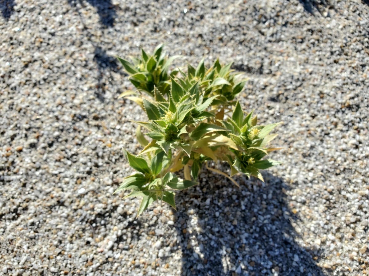 Stillingia spinulosa