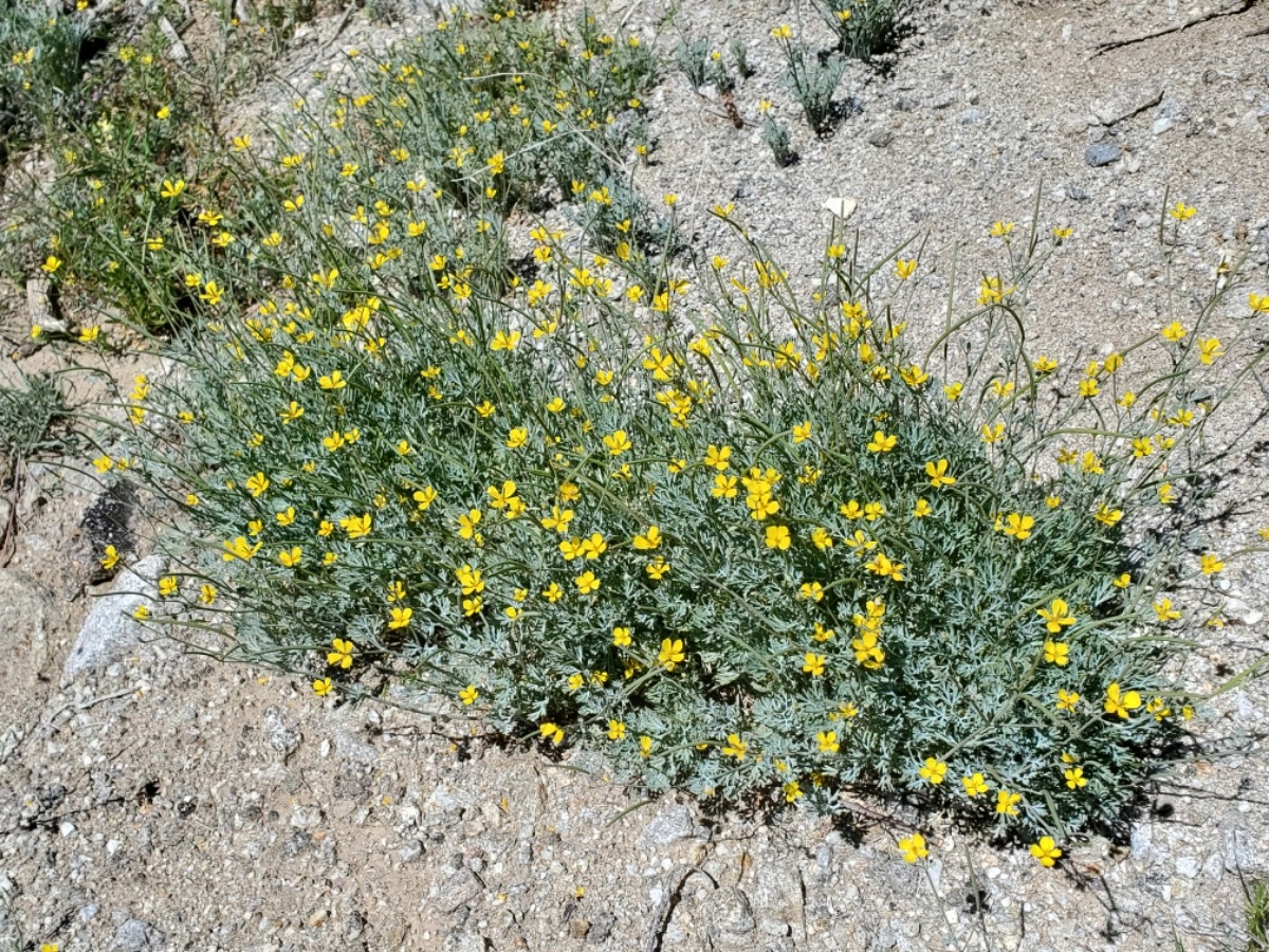 Eschscholzia parishii