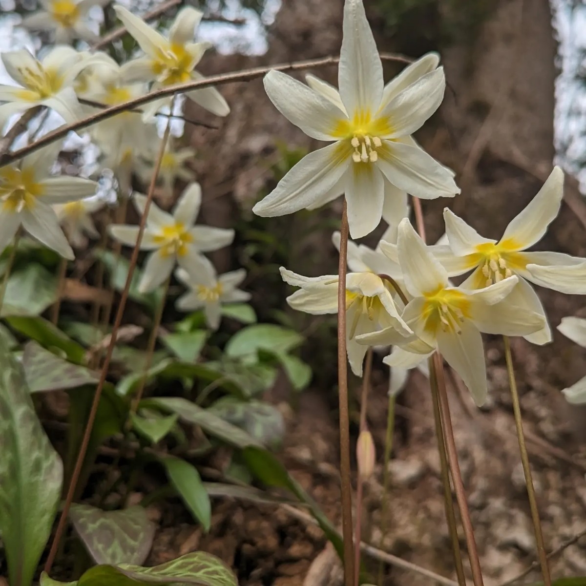 Erythronium californicum