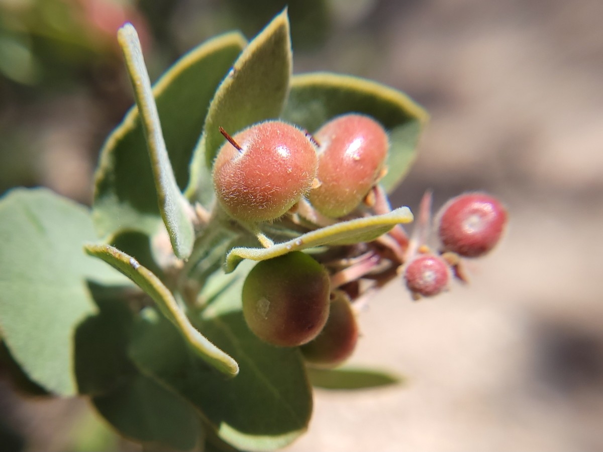 Arctostaphylos auriculata