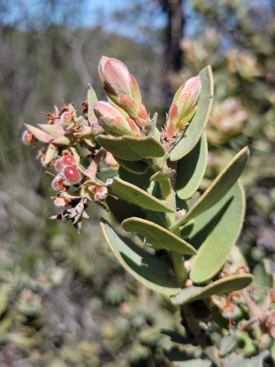 Arctostaphylos auriculata