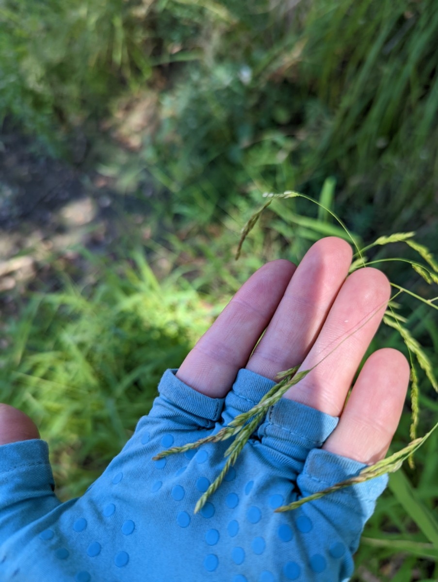 Leersia oryzoides