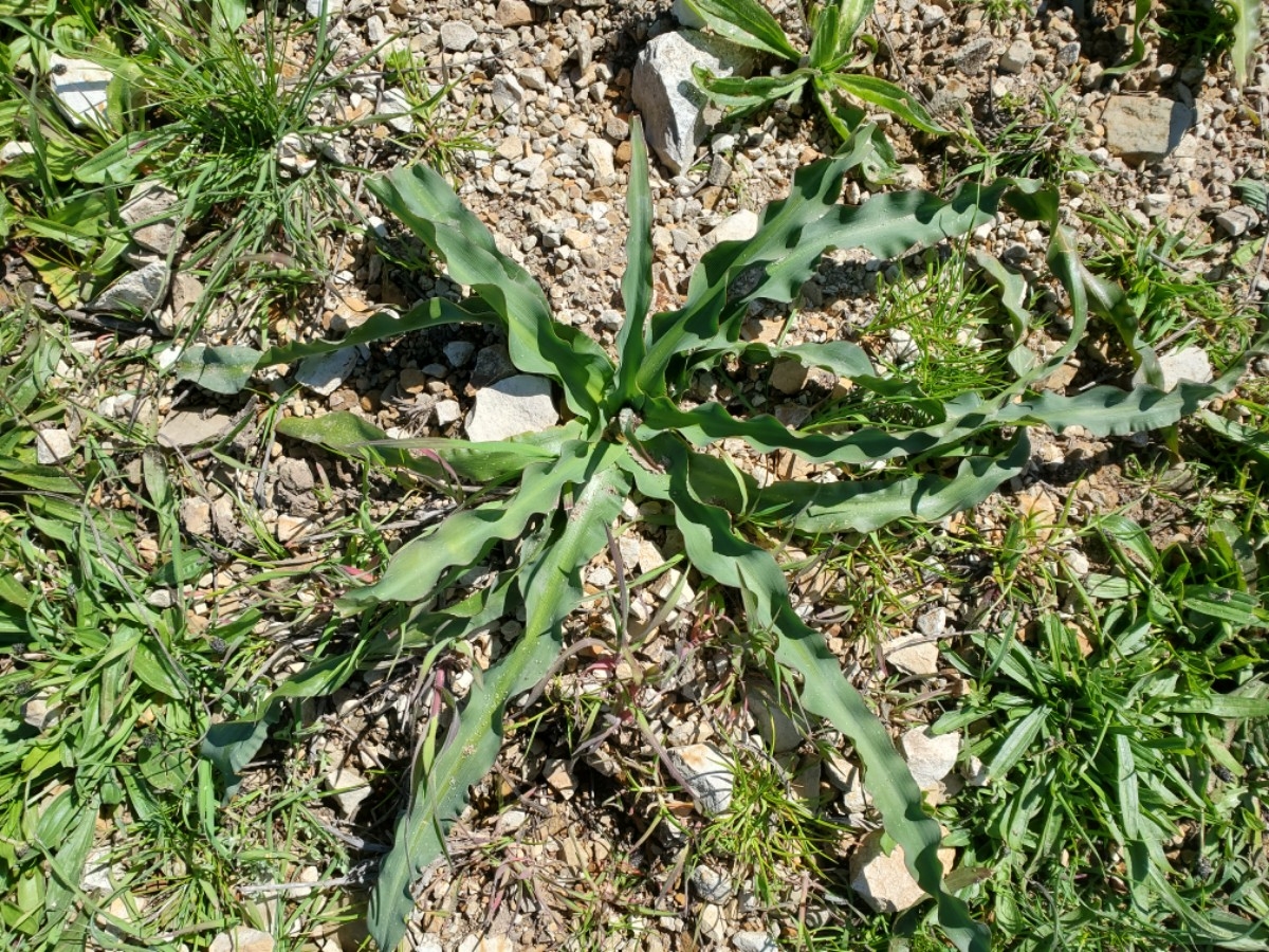 Chlorogalum pomeridianum var. pomeridianum