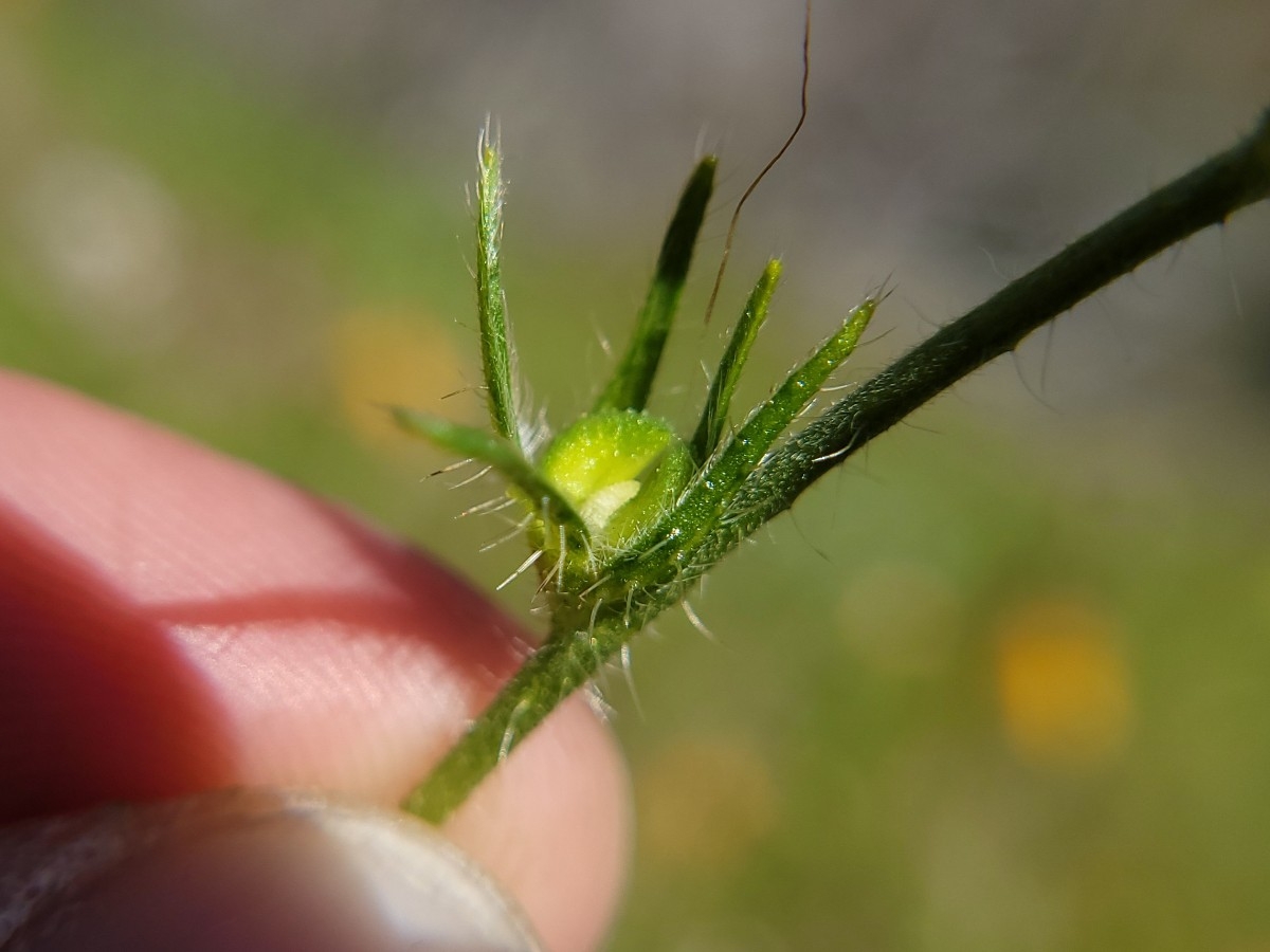 Amsinckia eastwoodiae