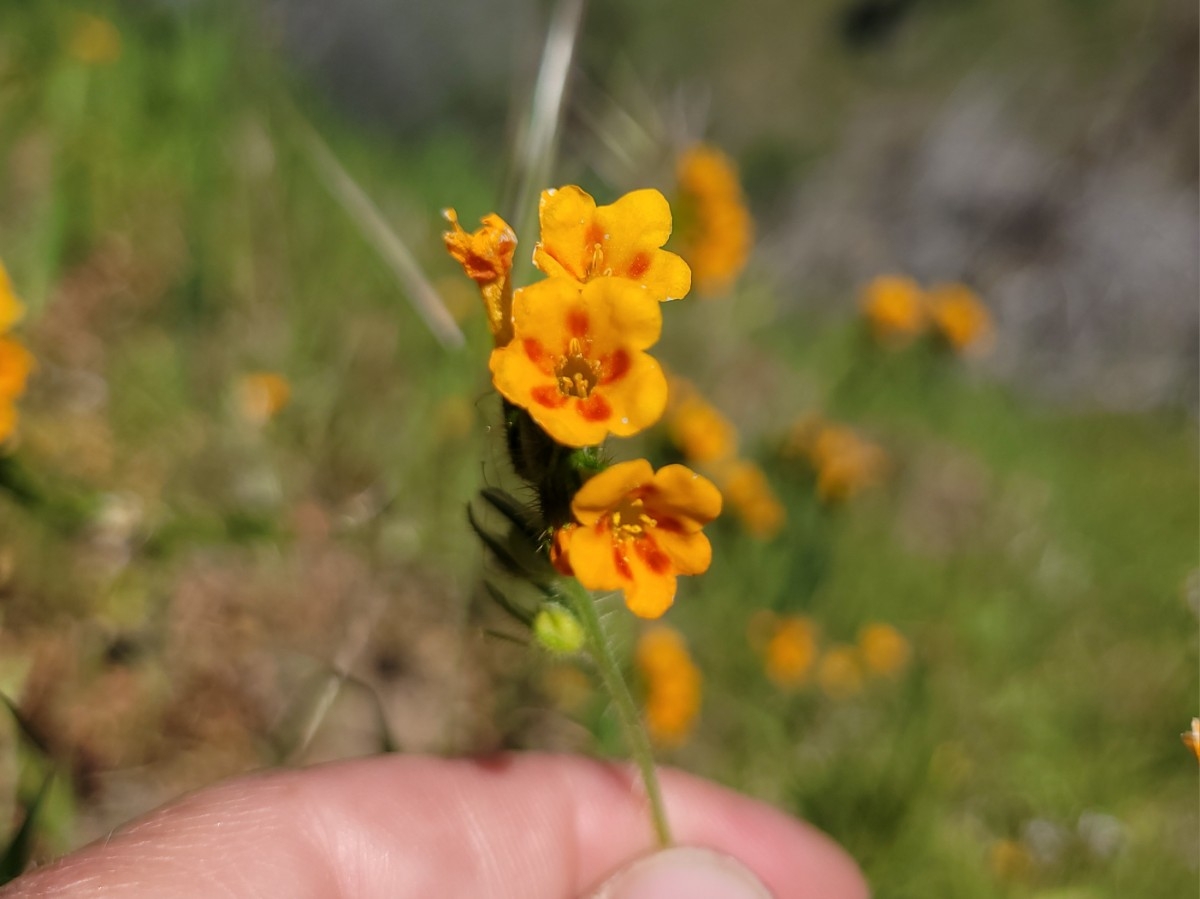 Amsinckia eastwoodiae