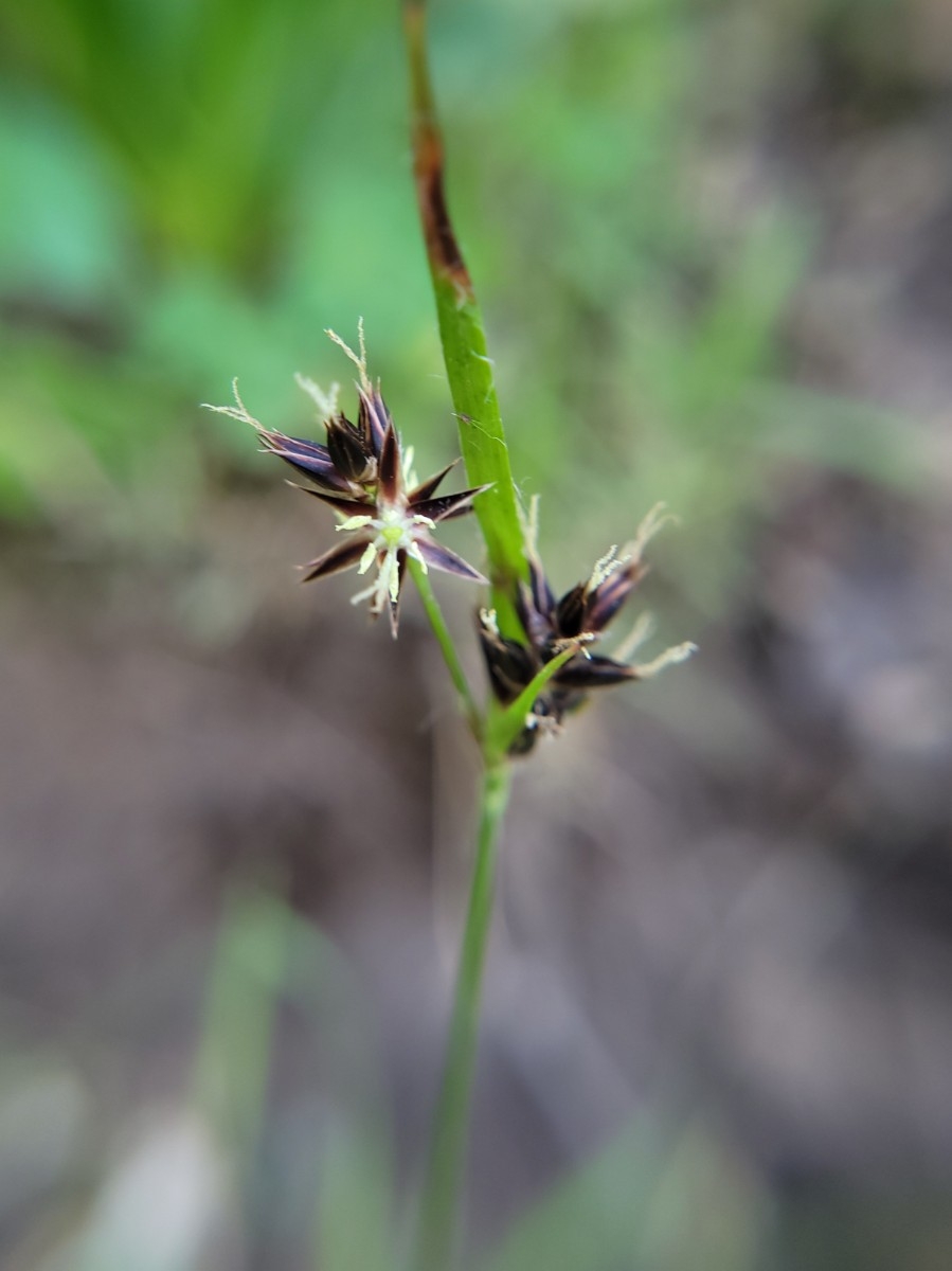 Luzula macrantha