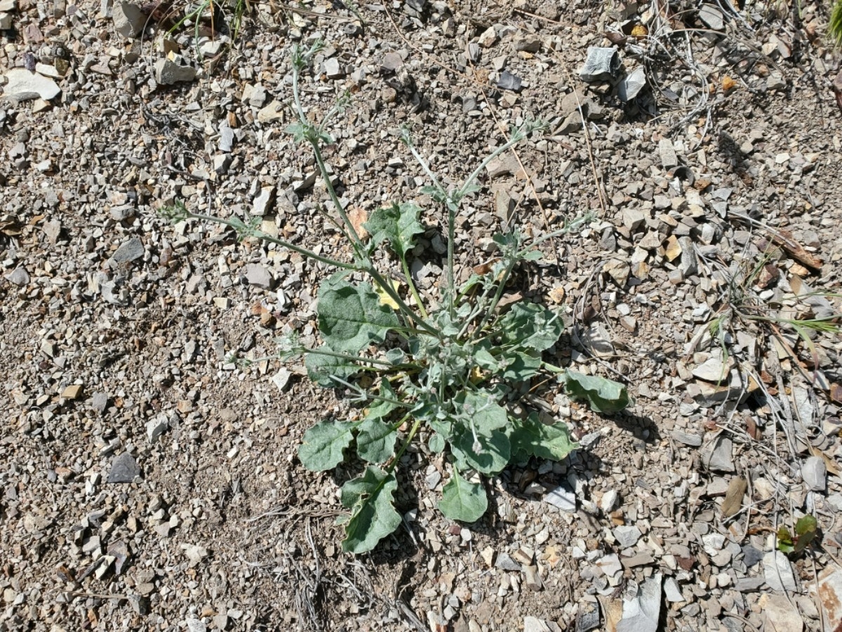 Eriogonum temblorense