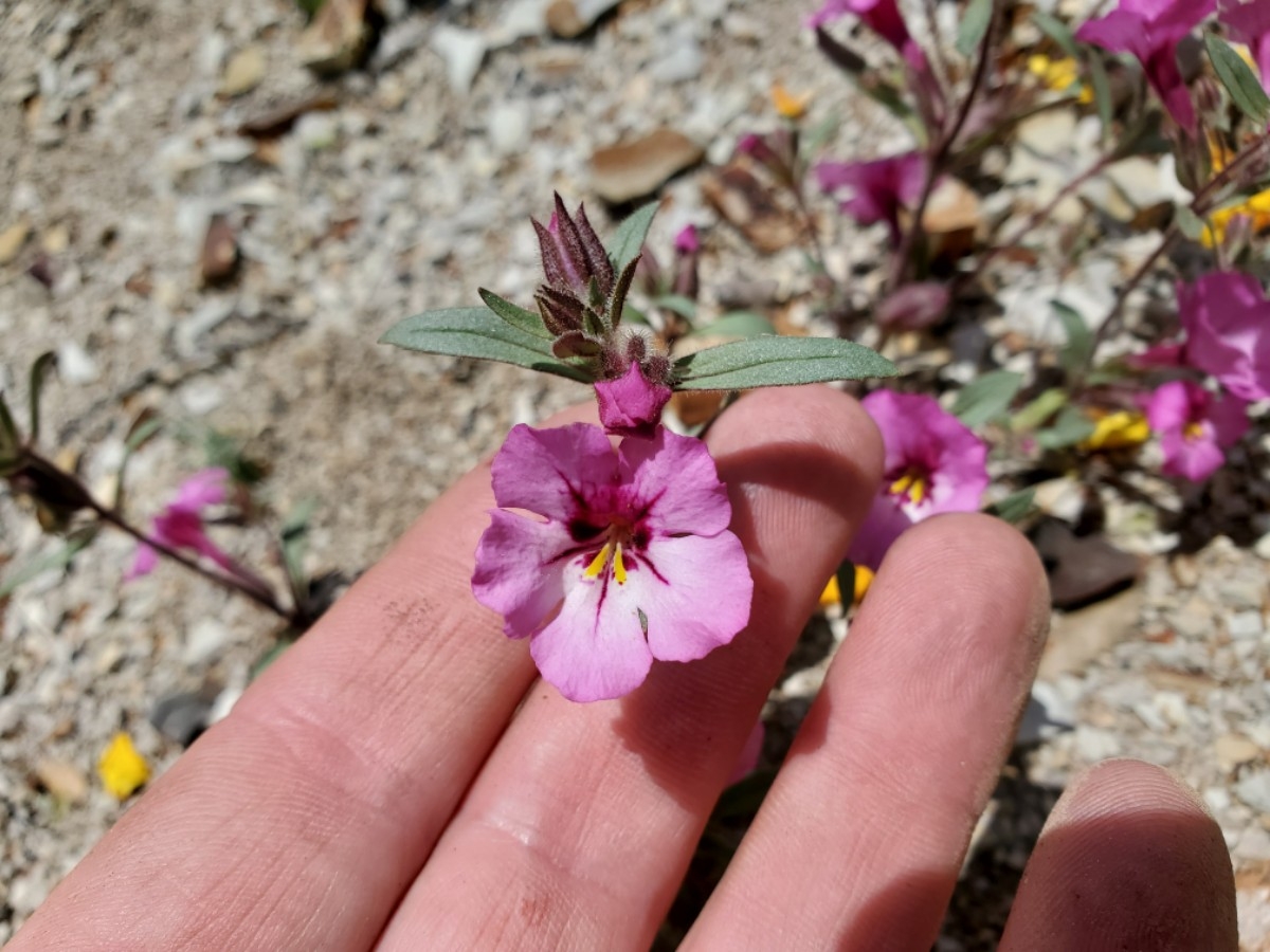 Mimulus glabratus