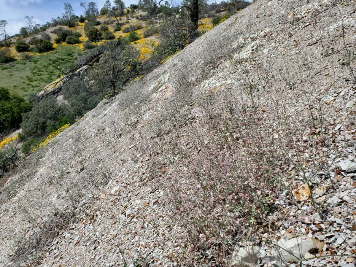 Eriogonum temblorense