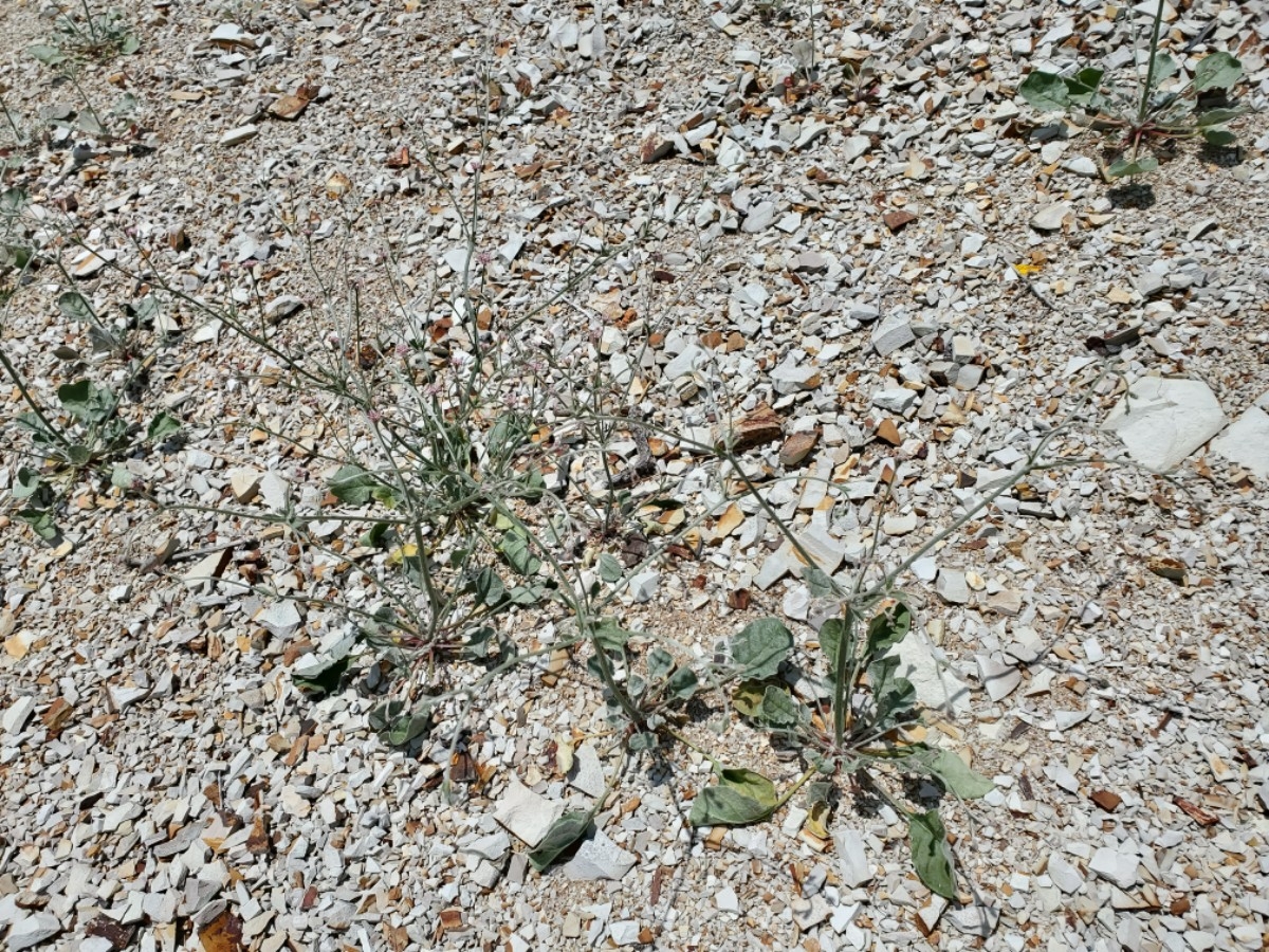 Eriogonum temblorense