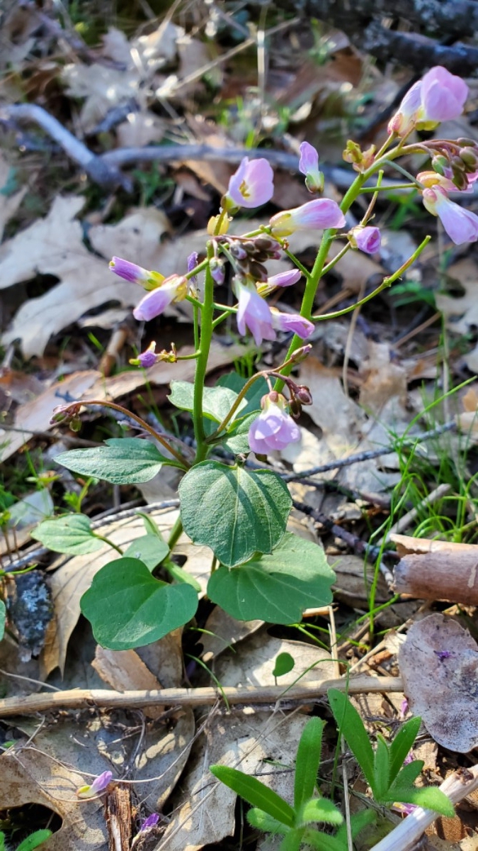 Cardamine pachystigma