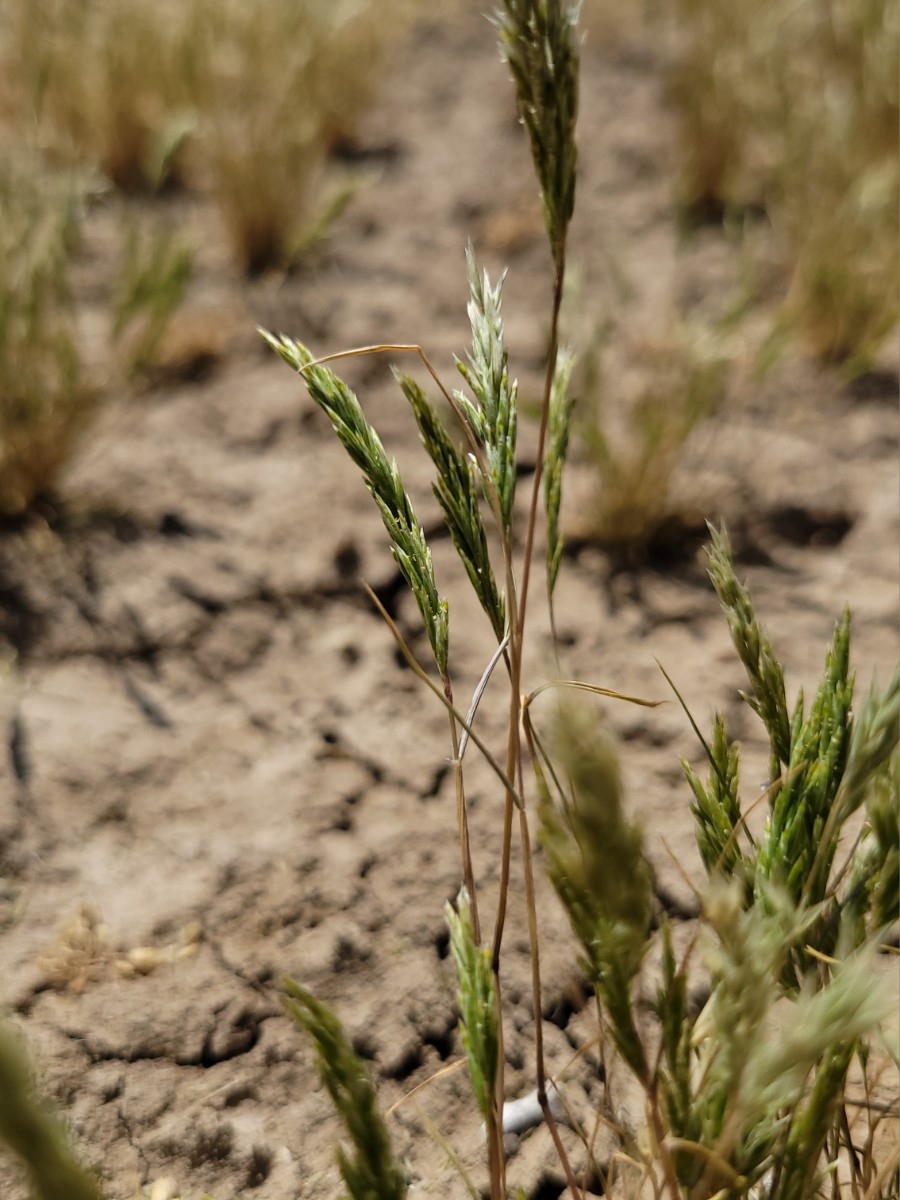 Schismus arabicus