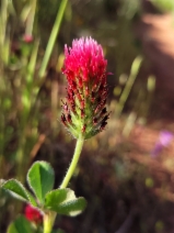 Trifolium incarnatum