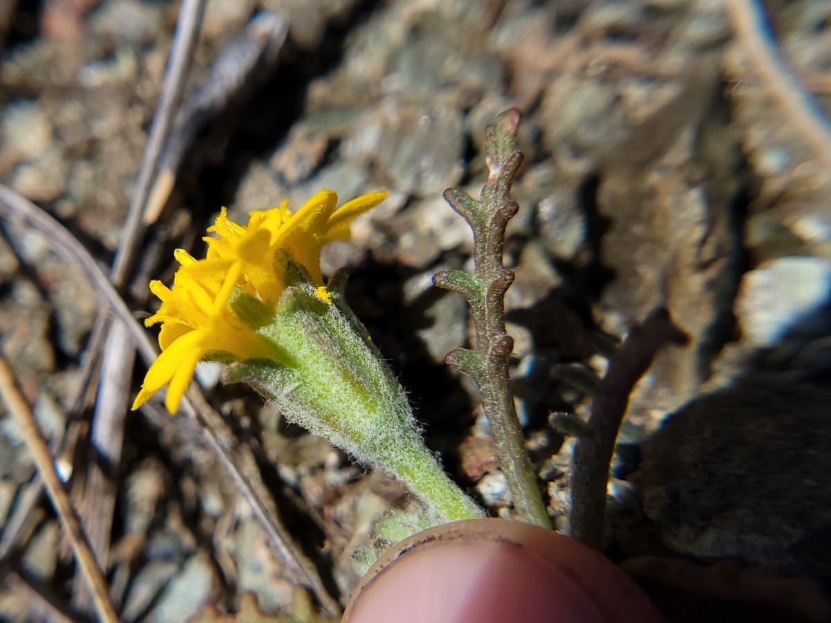 Chaenactis glabriuscula var. heterocarpha