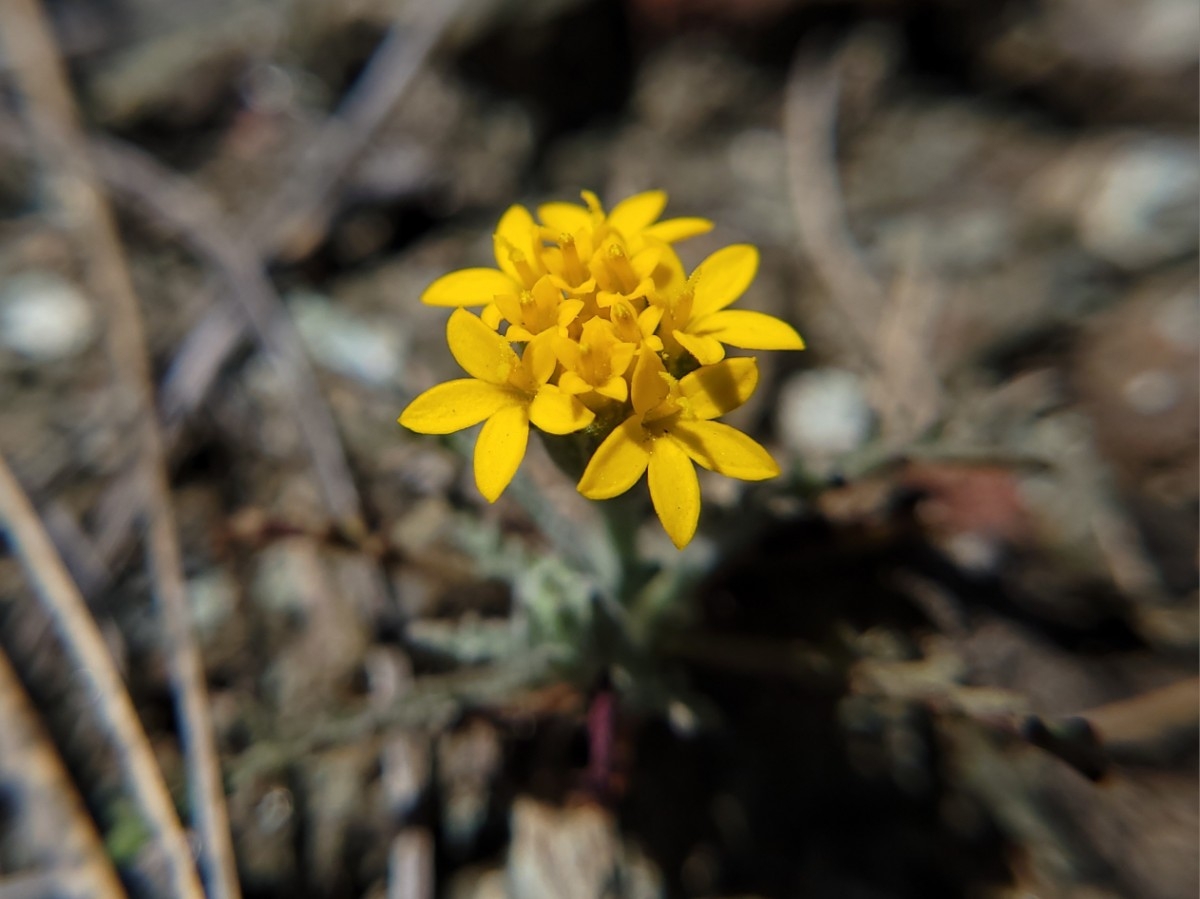 Chaenactis glabriuscula var. heterocarpha