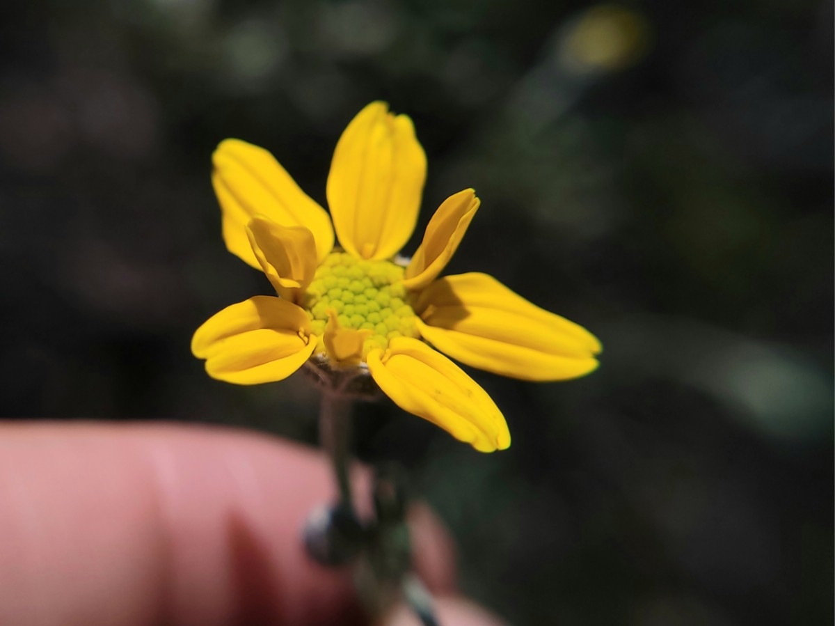 Eriophyllum jepsonii