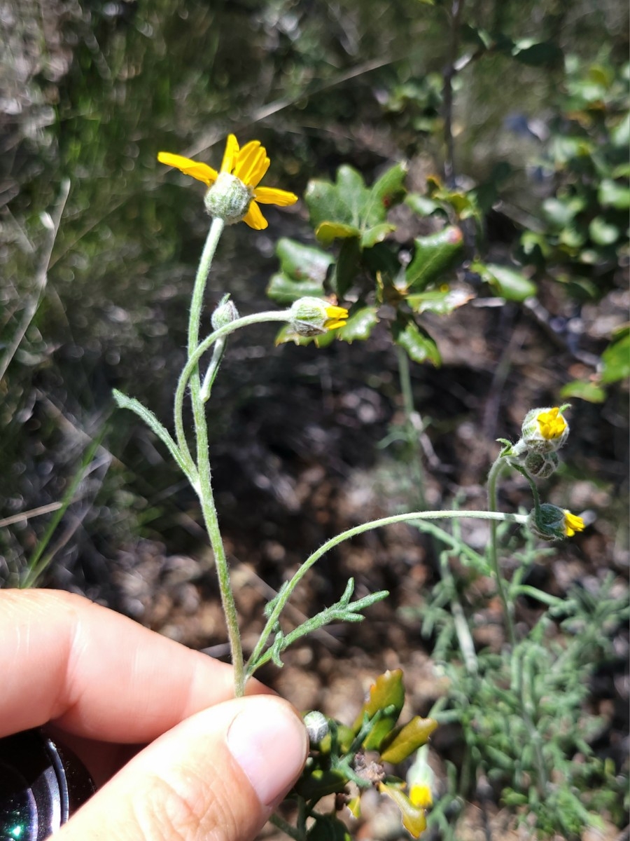 Eriophyllum jepsonii