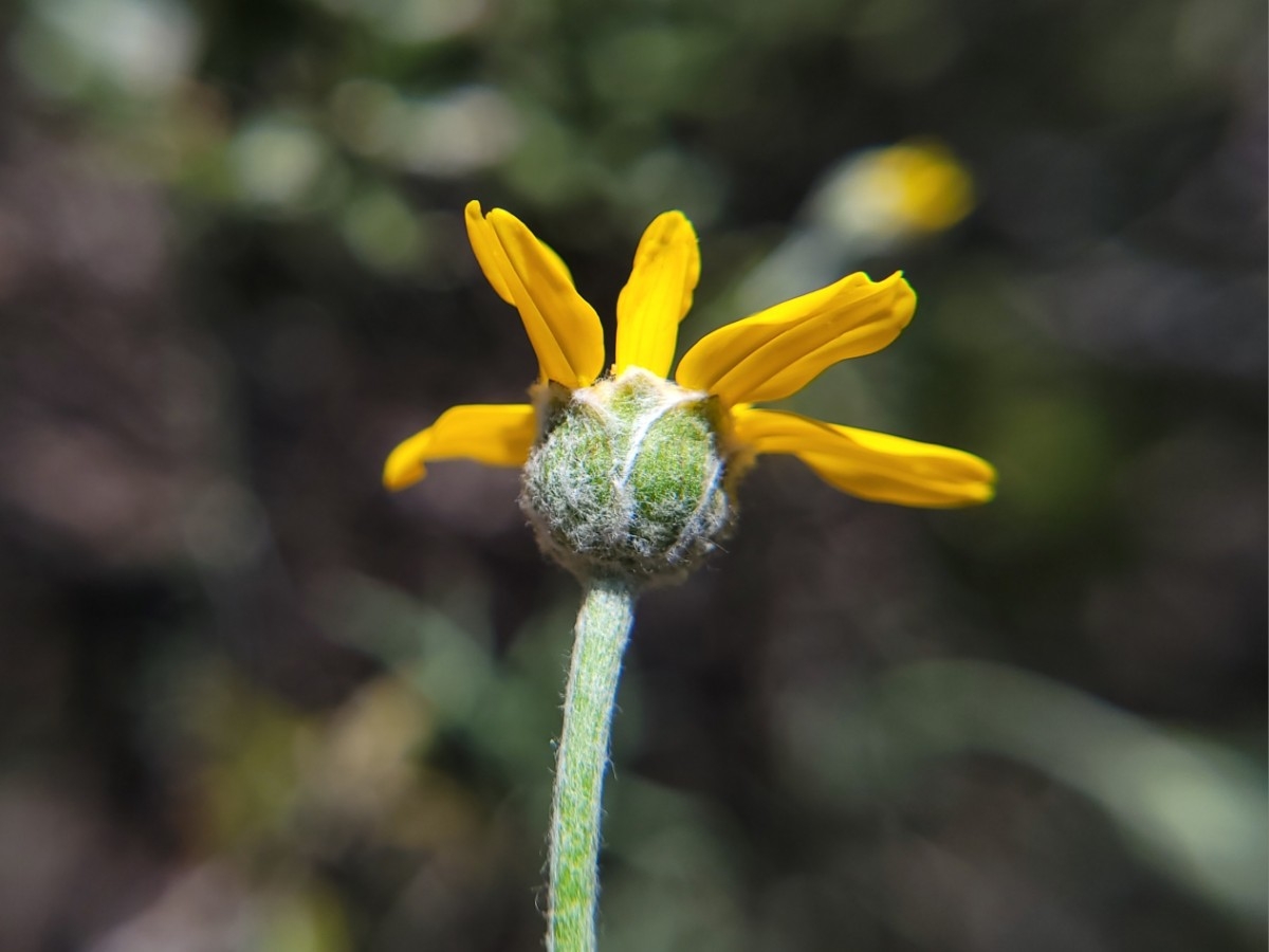 Eriophyllum jepsonii