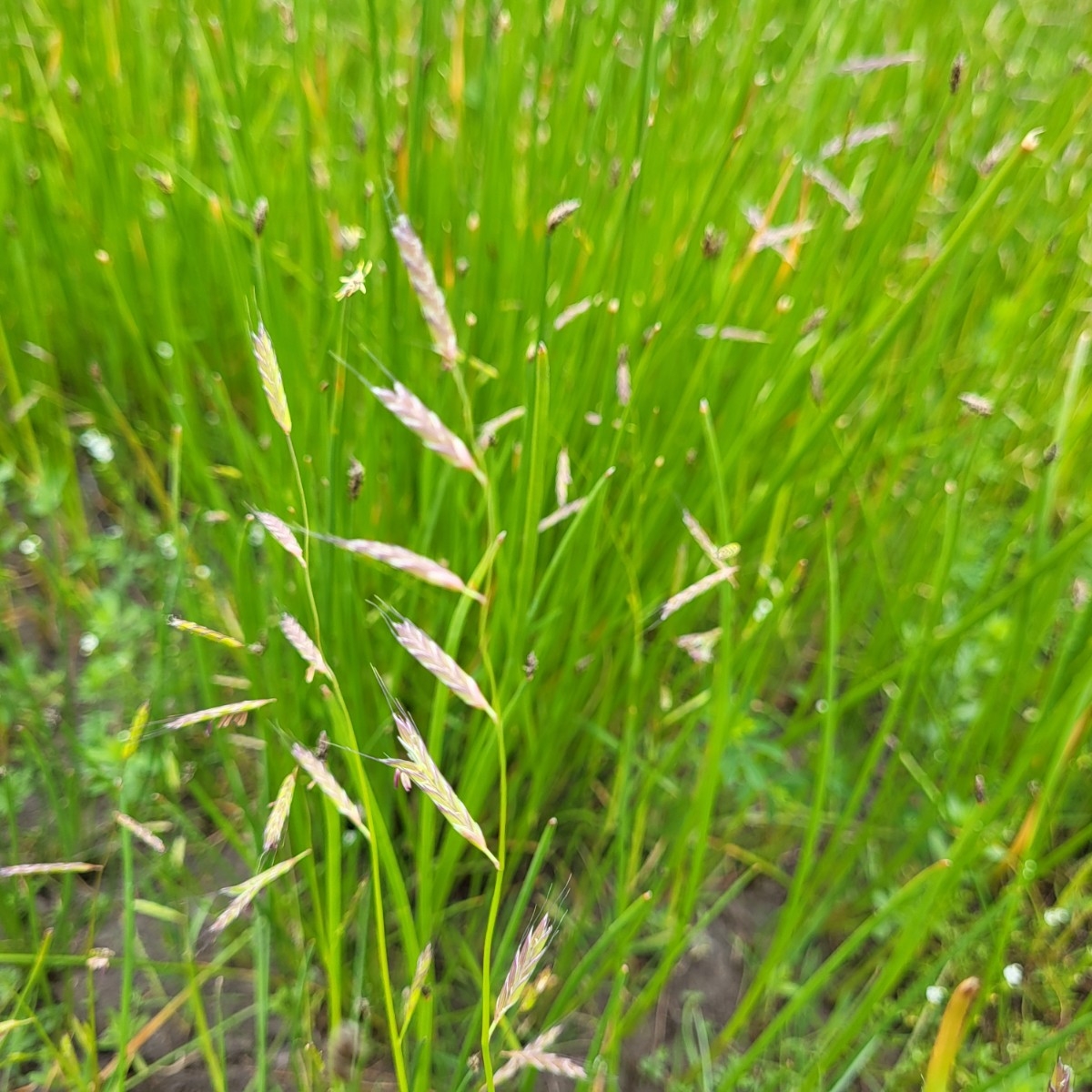 Pleuropogon californicus var. californicus