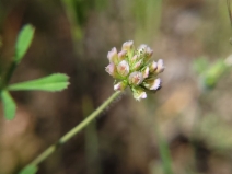 Trifolium bifidum var. bifidum