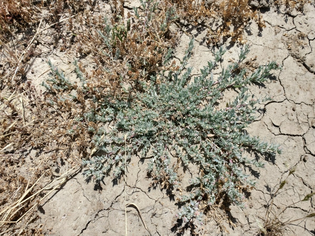 Atriplex fruticulosa