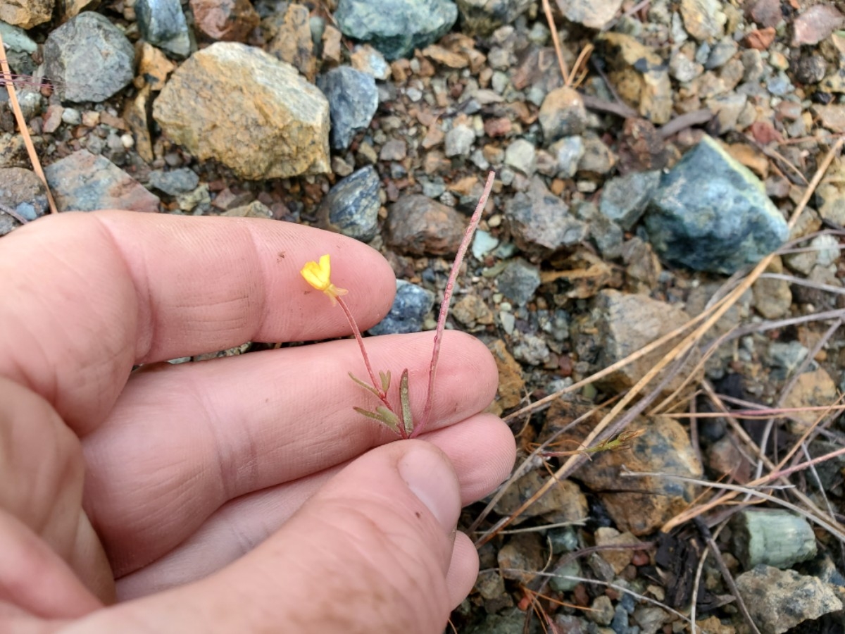 Camissonia benitensis