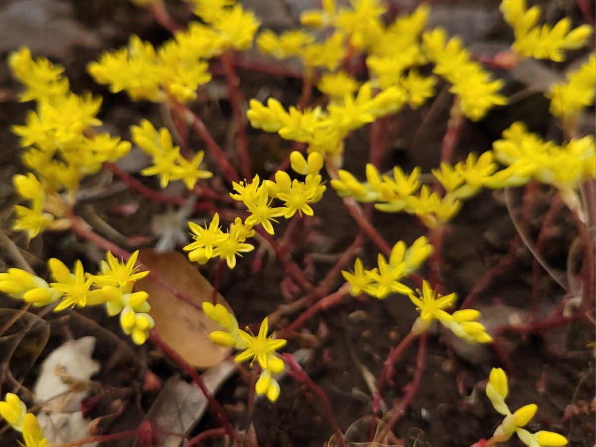 Sedella pumila