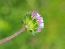 Trifolium barbigerum var. barbigerum