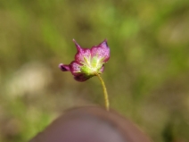 Trifolium depauperatum var. amplectens