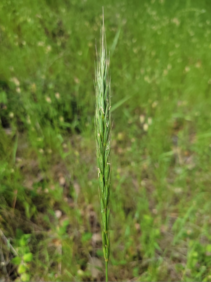 Elymus glaucus ssp. glaucus