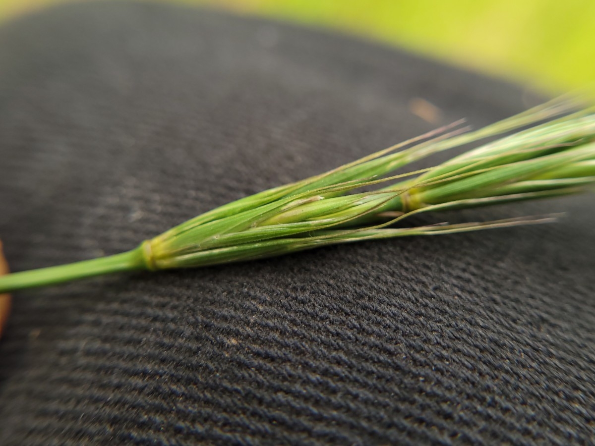 Elymus glaucus ssp. glaucus