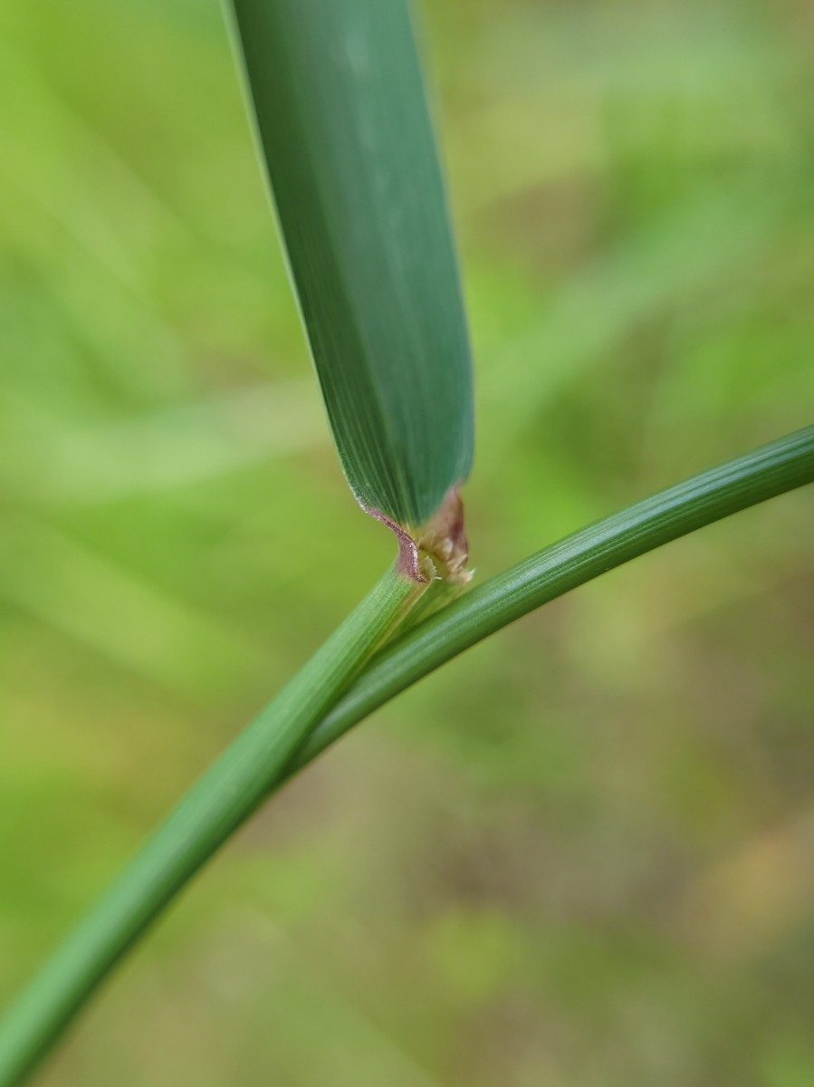 Elymus glaucus ssp. glaucus