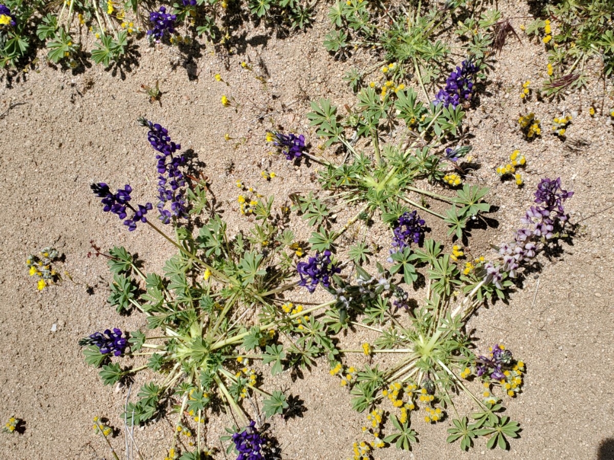 Lupinus odoratus var. odoratus