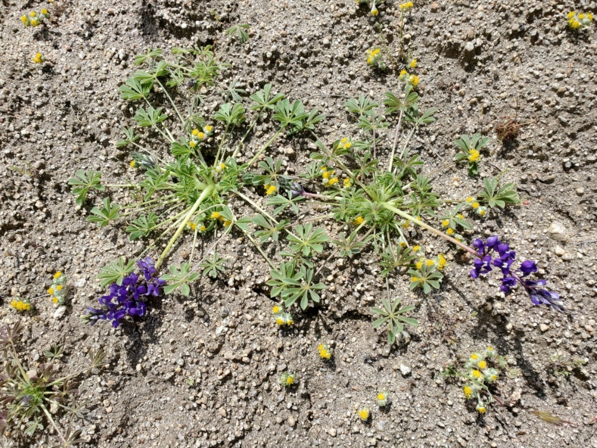 Lupinus odoratus var. odoratus