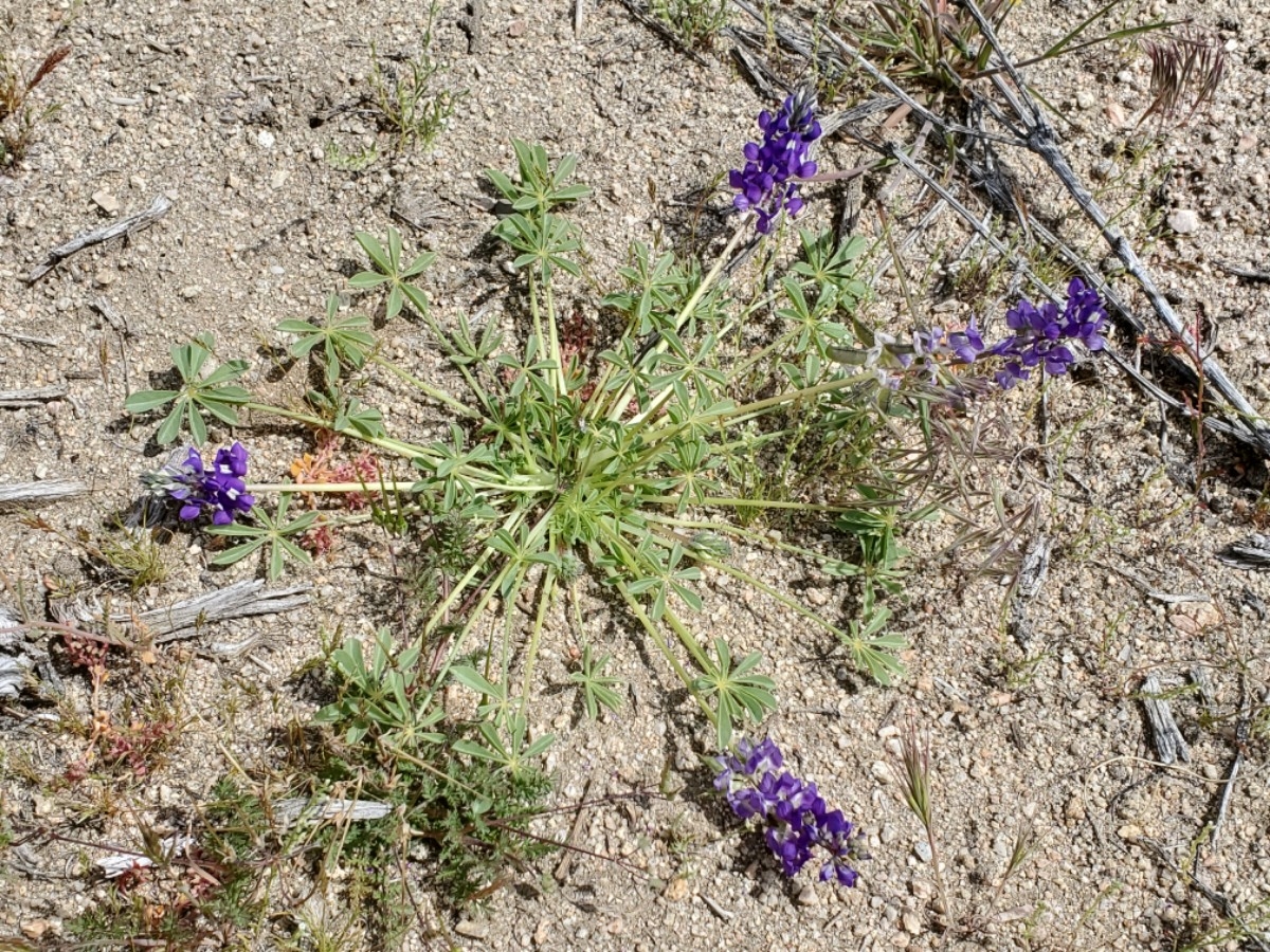 Lupinus odoratus var. odoratus