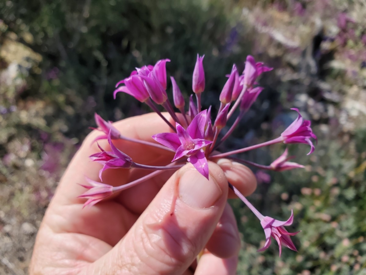 Allium peninsulare var. peninsulare