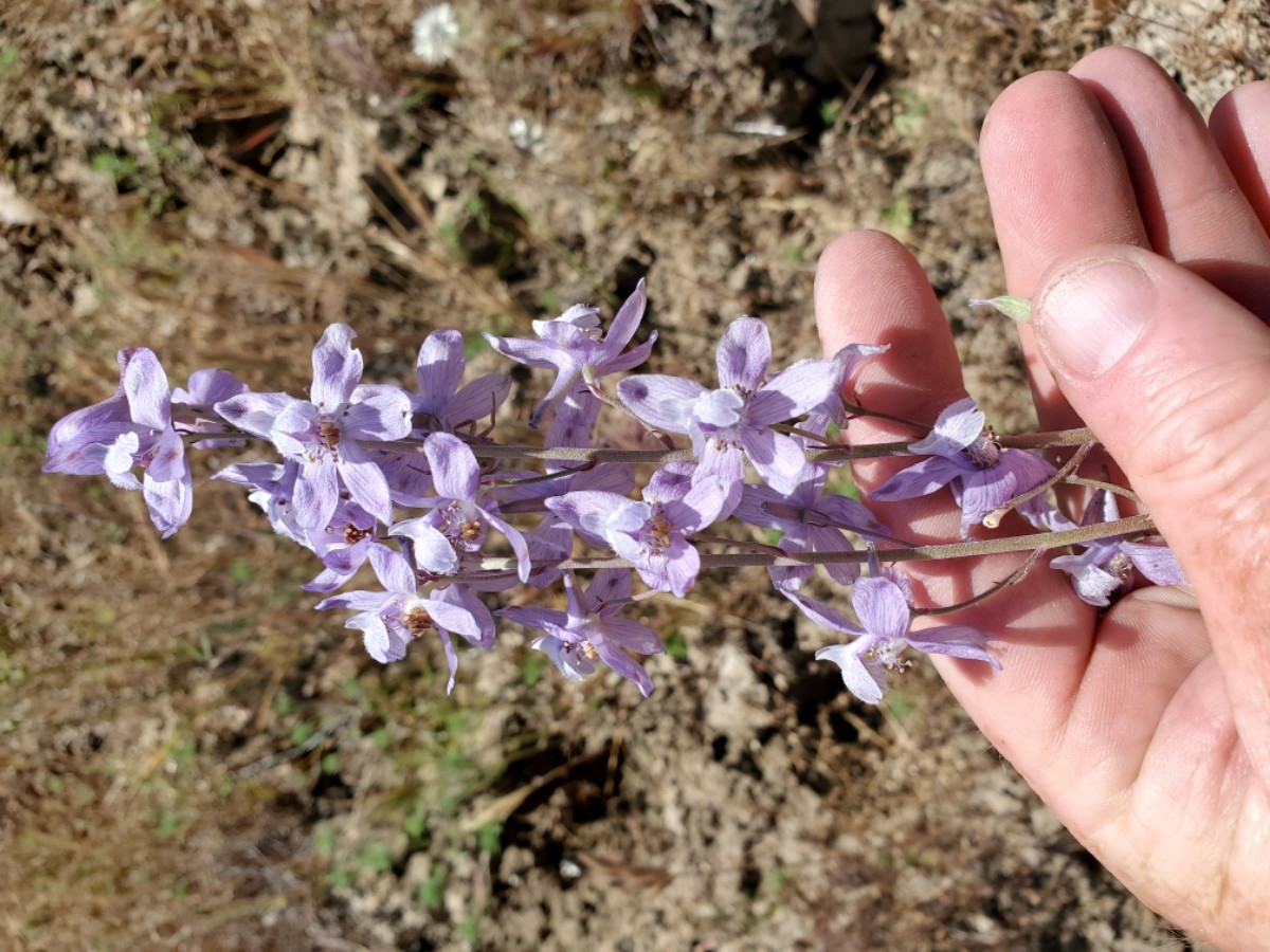 Delphinium recurvatum