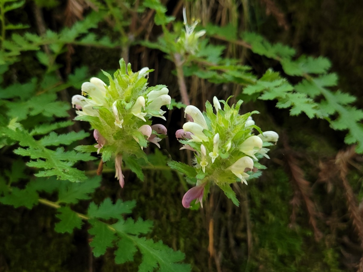 Pedicularis dudleyi