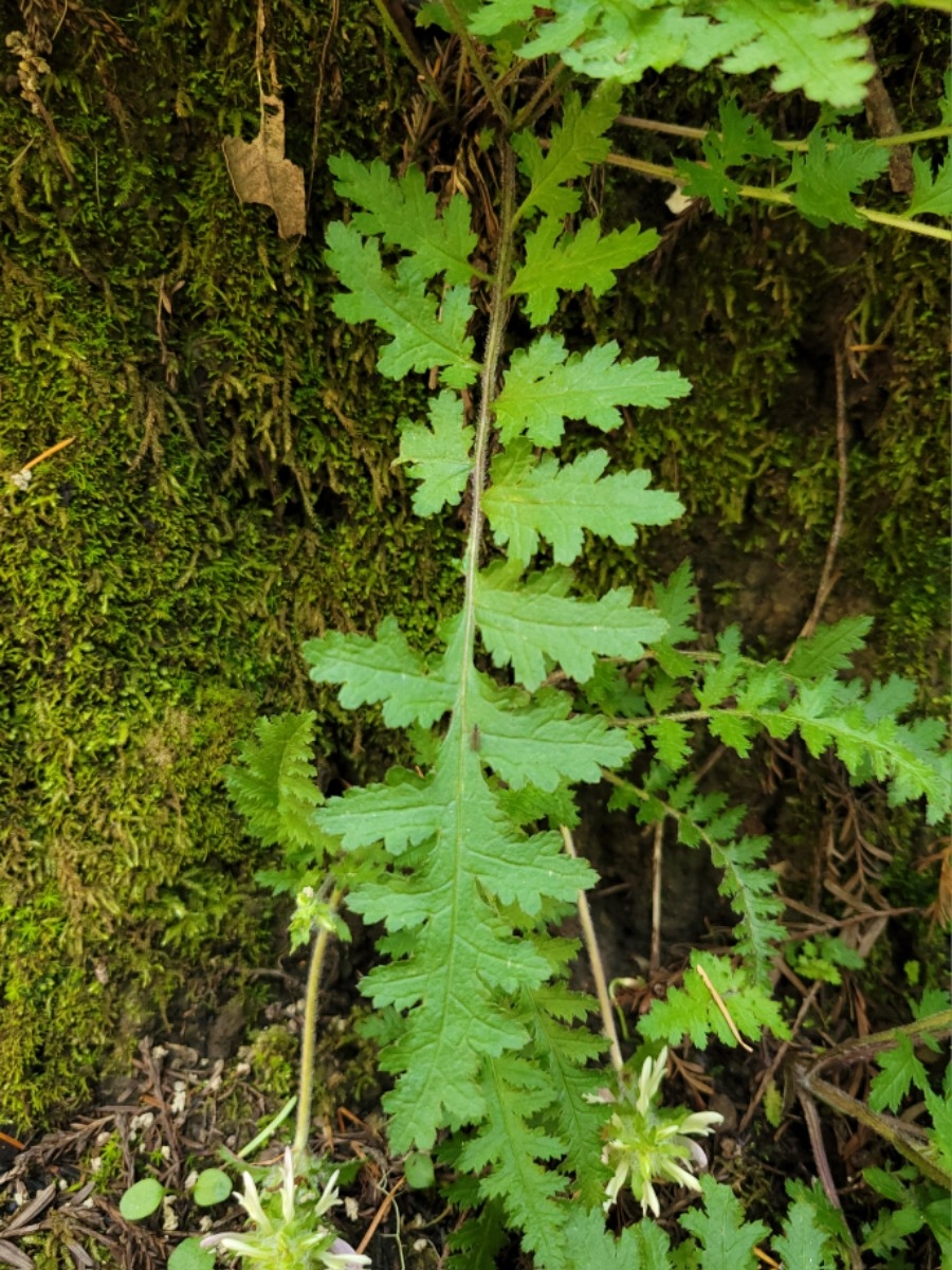 Pedicularis dudleyi