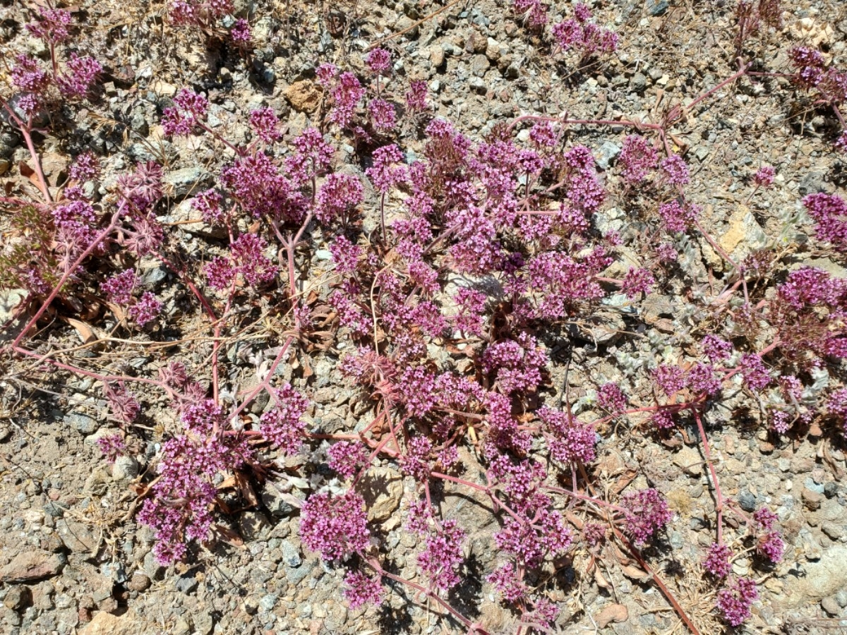 Chorizanthe ventricosa