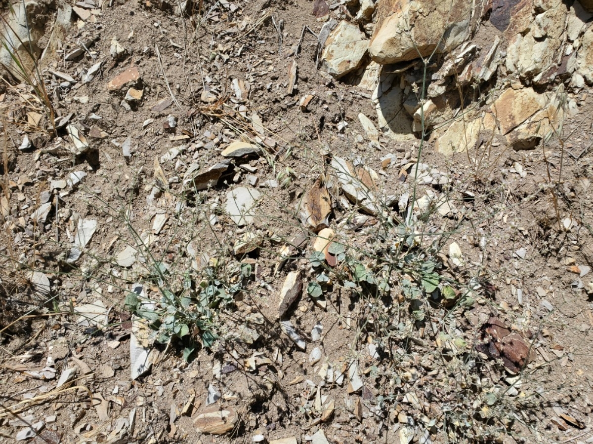 Eriogonum eastwoodianum