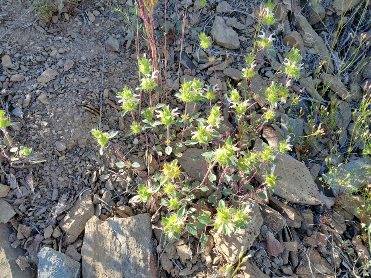 Acanthomintha lanceolata