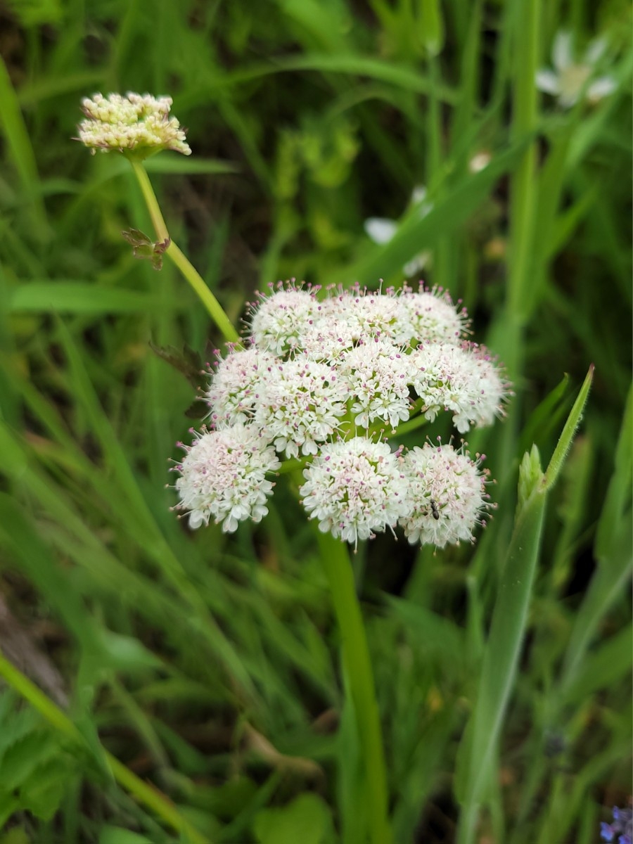 Oenanthe sarmentosa