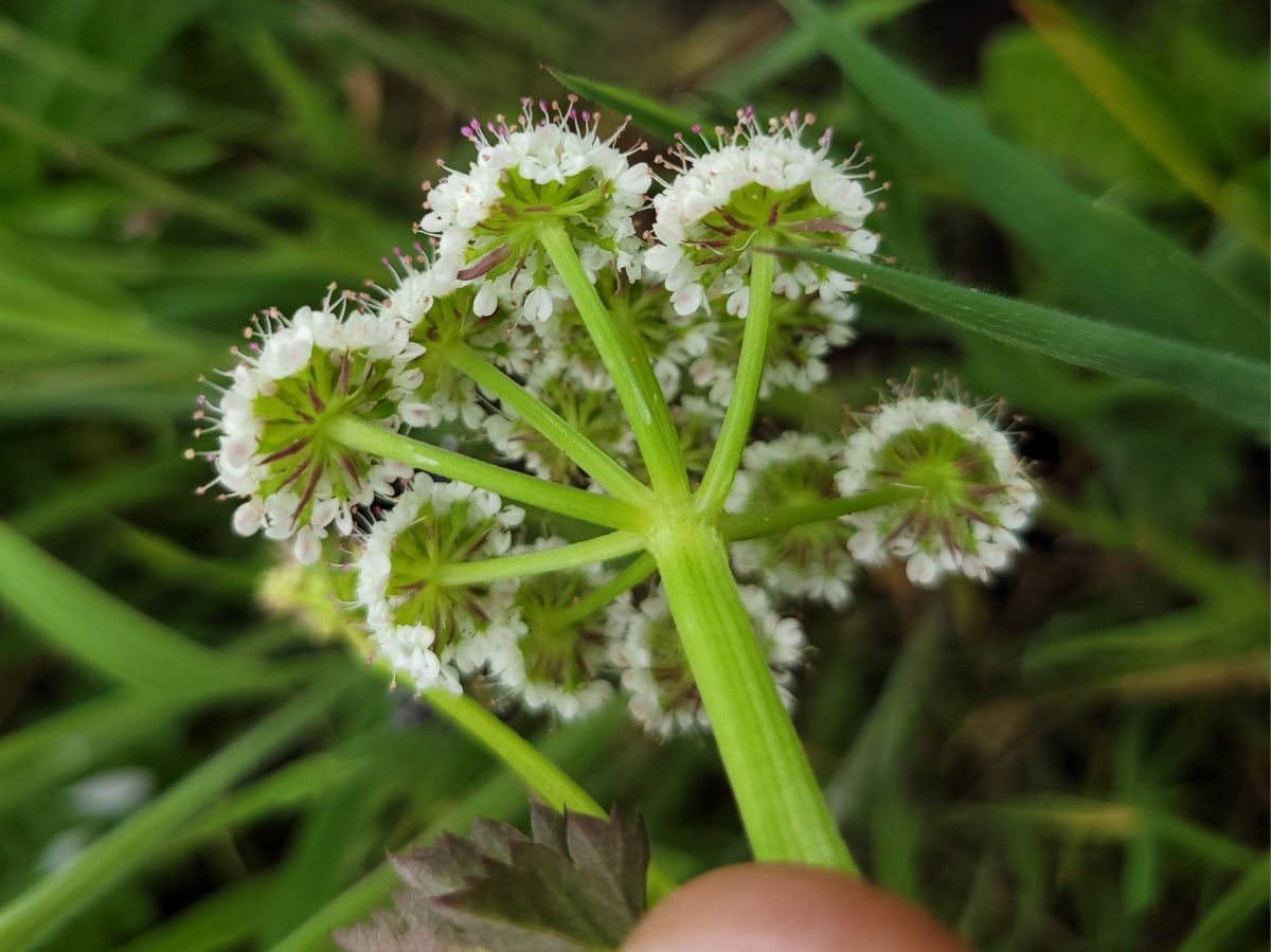 Oenanthe sarmentosa