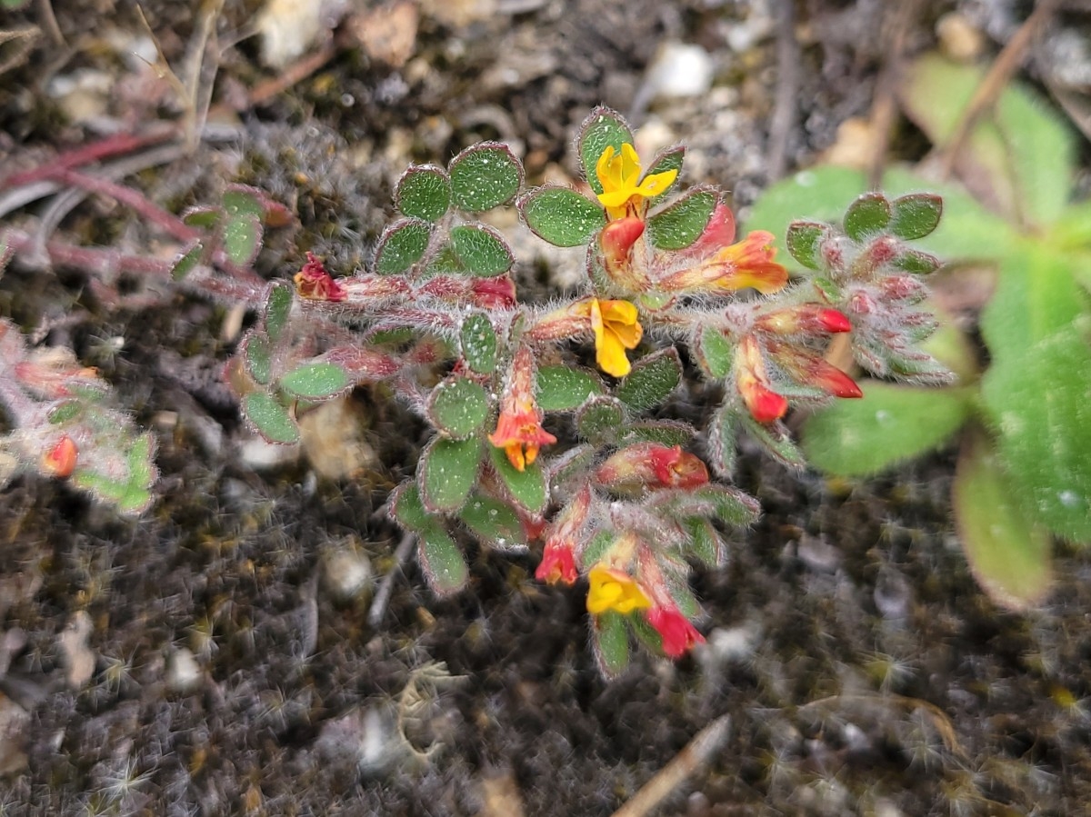 Acmispon tomentosus var. tomentosus