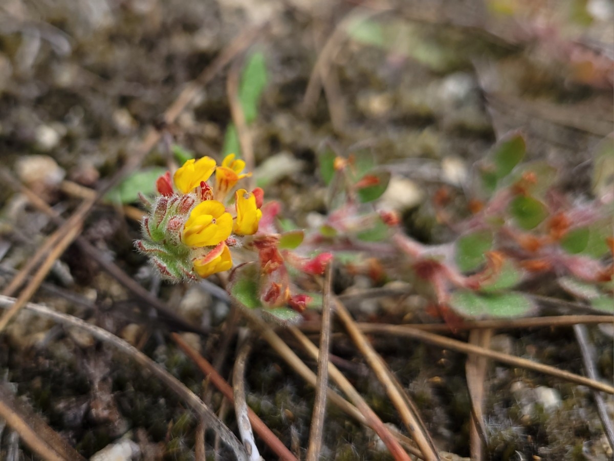 Acmispon tomentosus var. tomentosus