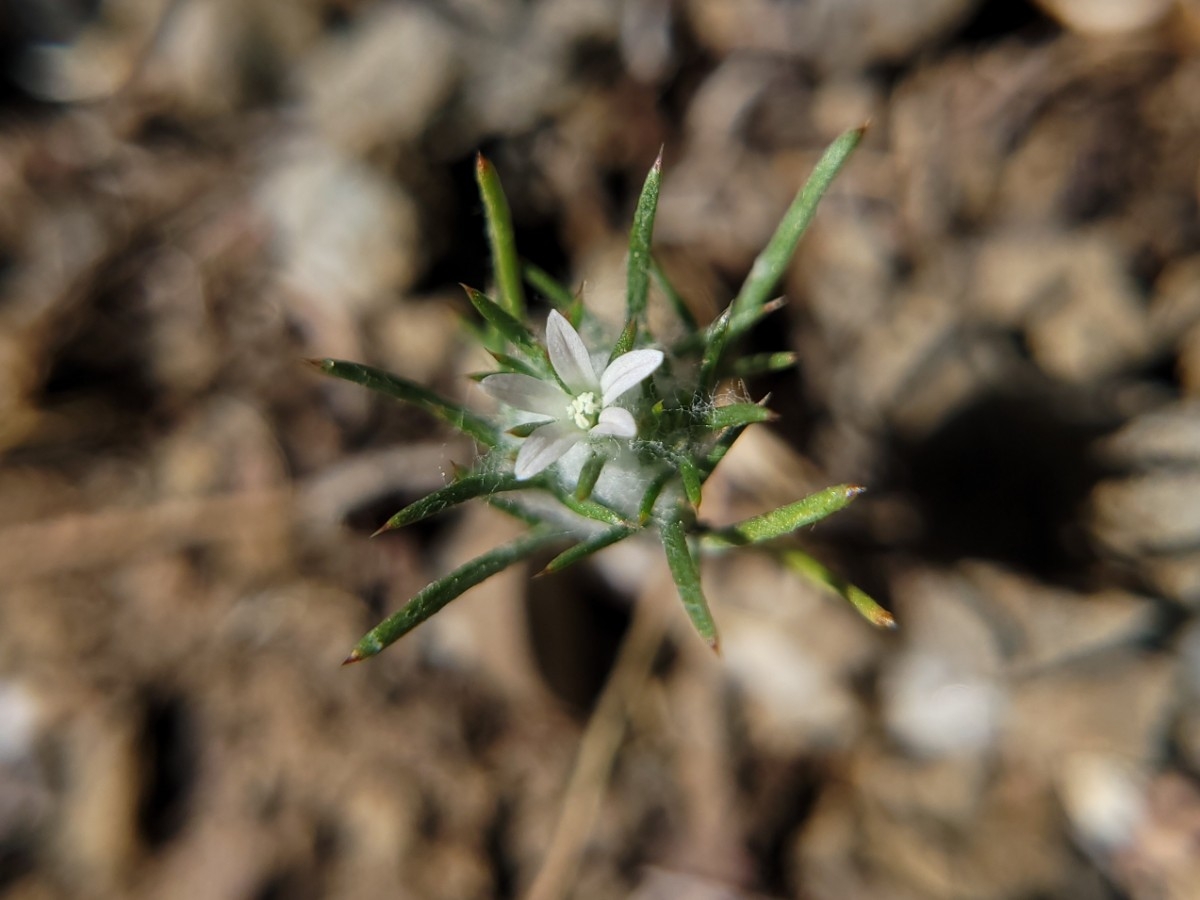 Eriastrum abramsii